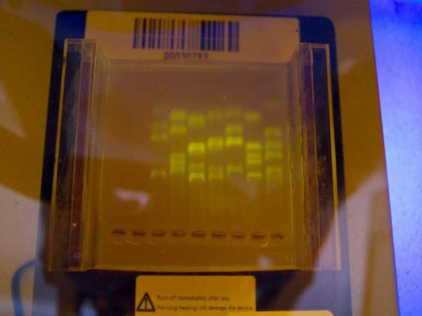 DNA fingerprinting result prepared by S6 Biology students